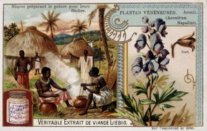 有毒植物：阿克尼特和非洲人正在为他们的箭准备毒药--Chromo。Liébig，19世纪末 作者 法语学校