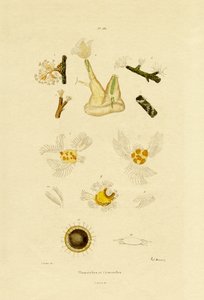 息肉，1833-39 作者 法语学校