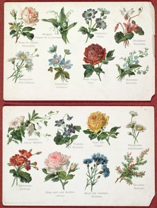 明信片描绘了花的语言和意义，c.1905 作者 法语学校