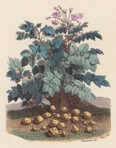 马铃薯植株（彩色雕刻） 作者 法语学校