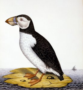 Puffin，marmon fratercula，c.1840（纸上wc） 作者 法语学校