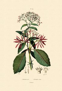 Quinine Barks，1833-39 作者 法语学校