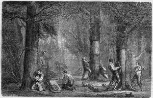 liege橡树（橡树-liege）树皮的回收。雕刻于1864年12月3日出版的《世界画报》第399期上，由Louis Figuier创作的《植物史》。 作者 法语学校
