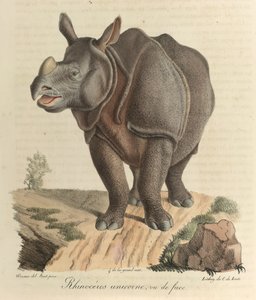犀牛犀牛，选自《哺乳动物的自然史》（彩色石版画） 作者 法语学校