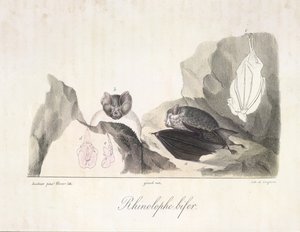 Rhinolophe bifer.吸血蝙蝠，选自《哺乳动物自然史》（彩色石版画） 作者 法语学校