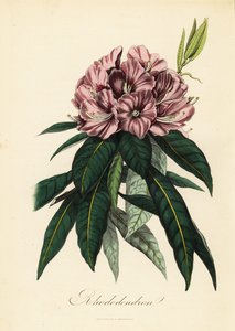 杜鹃花, 杜鹃花 作者 法语学校