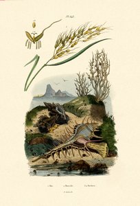 赖斯，1833年至1939年 作者 法语学校