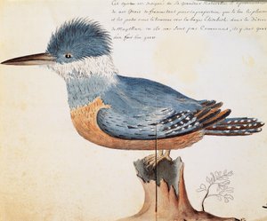 环形翠鸟（Megaceryle torquata），伊丽莎白湾，麦哲伦海峡，Jacques Gouin de Beauchesne（1652-1730）的日志中的水彩画，1698年至1701年，法国皇家南方海洋公司的船长。 作者 法语学校