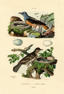阿道夫-弗里斯（Roufus-tailed Rock-thrush）。 作者 法语学校