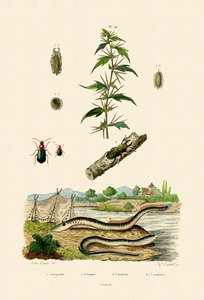 粗暴的傀儡，1833年至1939年 作者 法语学校