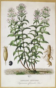 Saponaria officinalis，19世纪（彩色雕刻） 作者 法语学校