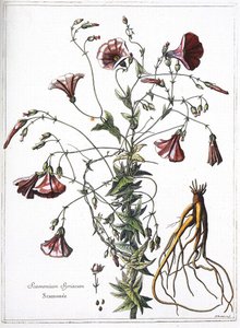 Scamoneum（Scamonium Syriacum）--来自 "国王路易十四下令雕刻的植物集" 作者 法语学校