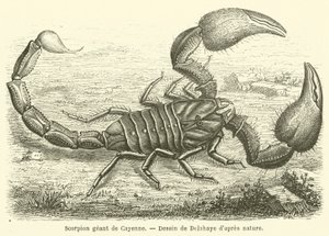 Scorpion geant de Cayenne (engraving) 作者 法语学校