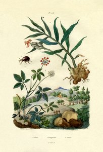 闪亮的蜘蛛甲虫，1833年至1939年 作者 法语学校