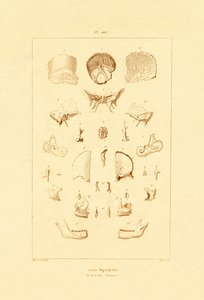 骷髅，1833-39 作者 法语学校