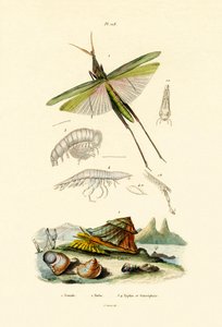 倾斜的蚱蜢，1833年至1939年 作者 法语学校