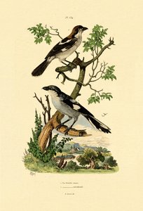 南格雷伯克，1833年至1939年 作者 法语学校