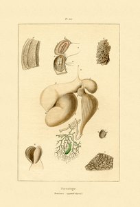 胃，1833-39 作者 法语学校