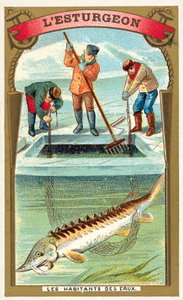 Sturgeon (chromolitho) 作者 法语学校