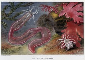 Sunapte de Duvernoy - 阿尔弗雷德·弗雷多的《Le Monde de la Mer》。 编辑。 巴黎，阿歇特。 作者 法语学校