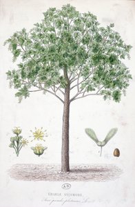 梧桐枫 作者 法语学校