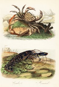塔斯马尼亚巨蟹、Pseudocarcinus gigas 和欧洲龙虾 Homarus gammarus 作者 法语学校