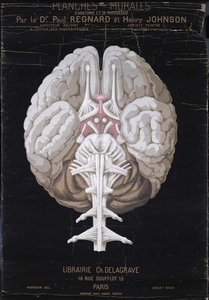 大脑，来自Planches Murales dAnatomie et de Physiologie by Paul Regnard博士和Henry Johnson 作者 法语学校
