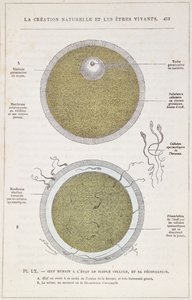 人类卵子的受精，来自自然创造和生活存在，J。Rengade博士，1880年 作者 法语学校