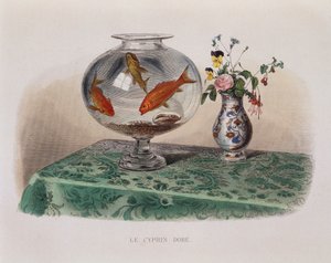 金鱼（罐子里的金鱼） - 在“”Lacepede“” 作者 法语学校