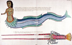 安布安的美人鱼》，选自路易-雷纳尔的作品《不同颜色的梭子鱼、螃蟹》，阿姆斯特丹出版 作者 法语学校
