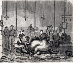 阿尔福国家兽医学校 - Les grandes écoles de france - école veterinaire de maison alfort en 1866 - la salle de dissection - 1866年 "Le monde illustrious "中的雕像 作者 法语学校
