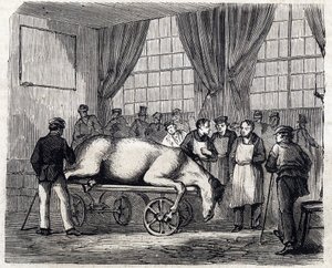 阿尔福国家兽医学校 - Les grandes écoles de france - école veterinaire de maison alfort en 1866 - la salle d