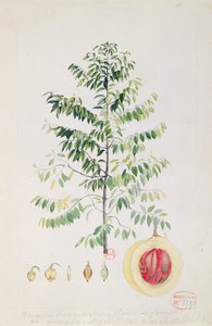 肉豆蔻树，花和果实（纸上的wc） 作者 法语学校