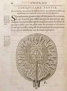 大脑的结构，来自Rene Descartes的De Homine Figuris（1596-1650）于1662年出版于海牙 作者 法语学校