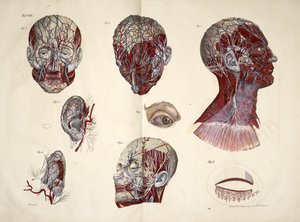 头部、眼部、颈部和耳部组织，"根据自然尺寸绘制的人体解剖图，附有说明性文字......"，约 1824 年（彩色平版印刷）。 作者 法语学校