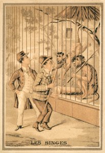 The monkeys (chromolitho) 作者 法语学校