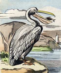 鹈鹕。 雕刻在“Buffon Alphabet des Oiseaux n 1”。 3rd Serie N 1. Epinal, Epinal, 19 世纪后期的成像。 16 页。 尺寸：28x21cm 作者 法语学校