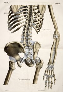 胸腔，摘自根据自然尺寸绘制的人体解剖图，附有说明性文字 拉斯特里中心出版 作者 法语学校