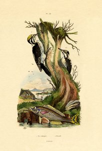 三趾啄木鸟，1833-39 作者 法语学校