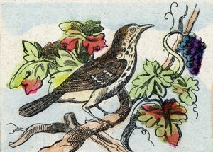 画眉。 雕刻在“Buffon Alphabet des Oiseaux n 1”。 3rd Serie N 1. Epinal, Epinal, 19 世纪后期的成像。 16 页。 尺寸：28x21cm 作者 法语学校