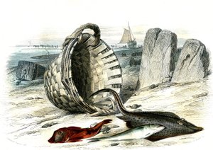 Trigle grondin (Trigle cuculus)、鳕鱼 (merlangius merlangus)、raiegrondin (dipturus batis) - Bernard Germain de Lacepede（1856-1925）从 Histoire Naturelle 中提取的图版，P.Furme 版，巴黎 作者 法语学校