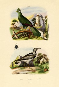 图拉科，1833年至1939年 作者 法语学校