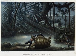 海龟的海龟 - 在“Le monde de la mer”中，Alfred Fredol，巴黎阿歇特 作者 法语学校