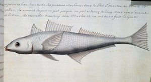 无名鱼，麦哲伦海峡，Jacques Gouin de Beauchesne（1652-1730）的水彩画，他是1698年至1701年法国皇家海洋公司的船长。 作者 法语学校