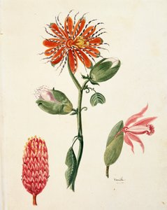 香草兰（vanilla planifolia） 作者：Lejeune 作者 法语学校
