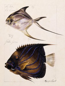 Velle ...等，约1850年 作者 法语学校