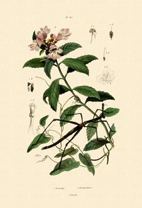 手杖昆虫，1833年至1939年 作者 法语学校