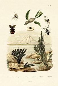 黄蜂，1833-39 作者 法语学校
