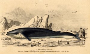 鲸鱼（Balaenoptera rorqual） 作者 法语学校