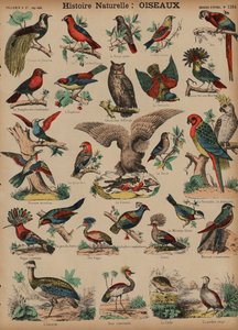 Wild birds (coloured engraving) 作者 法语学校